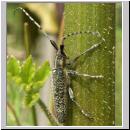 Agapanthia villosoviridescens - Distelbock 07.jpg